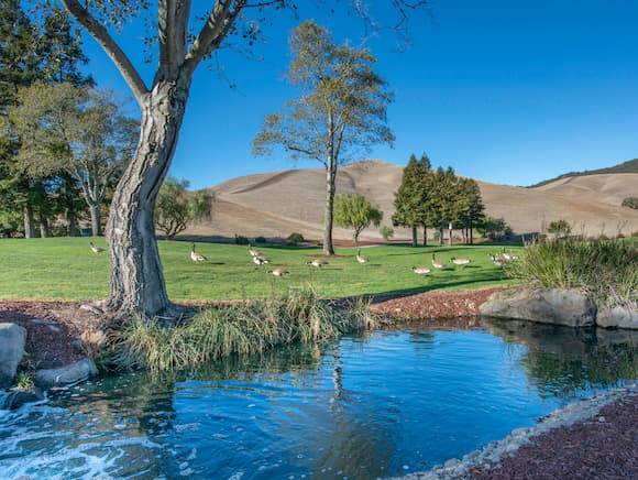 Scenic pastoral landscape with mature tree beside flowing stream, rolling hills under clear blue sky