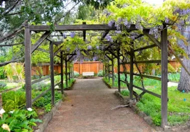 Shaded garden pathway with wooden pergola and climbing vines in Palo Alto