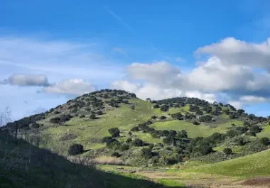 Rolling green hillside with oak trees under blue sky, Livermore area