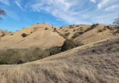 Rolling golden hillsides with oak trees under blue sky in Walnut Creek, CA