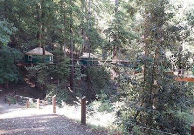 Zipline course through redwood forest canopy with platforms and cables