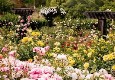 Colorful flower garden with pink, white, yellow blooms and wooden arbor in Walnut Creek