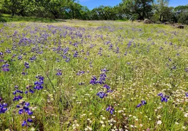 Wildflower meadow with purple lupine and white flowers under blue sky
