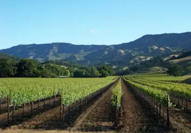 Vineyard rows with wooden posts and grapevines in rolling hills, Fairfield California wine country