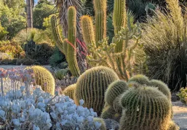 Desert landscape with cacti and succulents in sunny garden setting