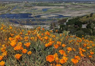Orange poppies on hillside overlooking Fremont valley and wetlands