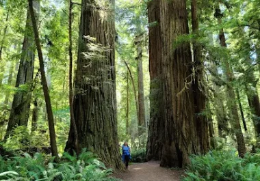 Person hiking through towering old-growth redwood forest in Northern California