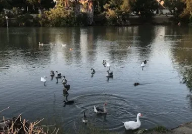 Calm river with waterfowl and tree-lined banks in Concord, California