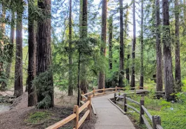Wooden boardwalk path through towering redwood trees in a forest grove