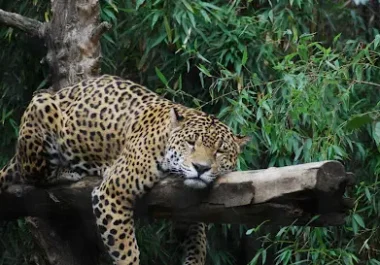 Leopard resting on a branch with green foliage in background