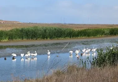 Wetland landscape with white birds wading in shallow water surrounded by marsh vegetation